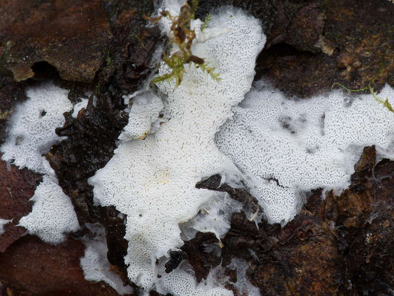 Sistotrema dennisii